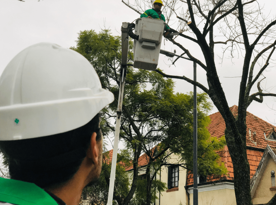 70 mil árboles a enfermería durante el&nbsp;invierno