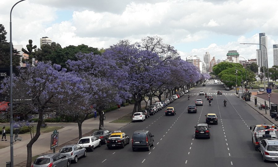 La Ciudad se llena de color con el florecimiento de los&nbsp;jacarandás