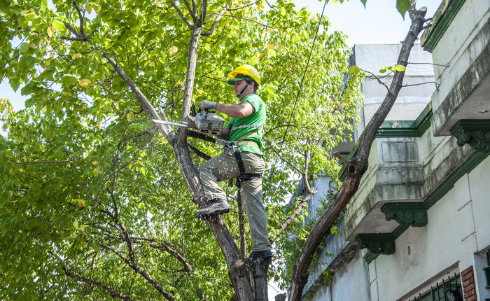 Vecinos preocupados por la poda en&nbsp;verano