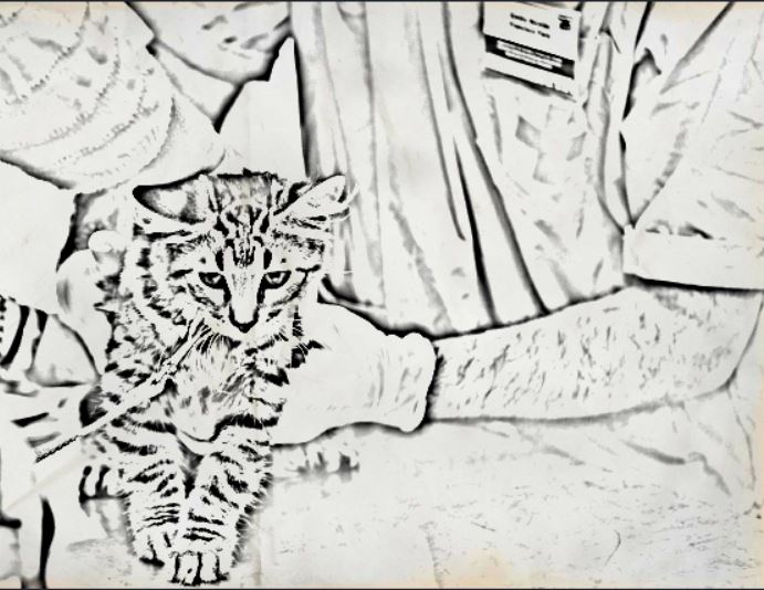 ¿Dónde castrar gratis a tus&nbsp;mascotas?