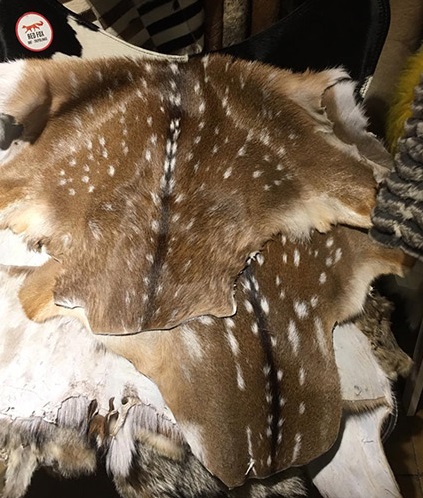 Secuestran pieles de animales silvestres en San&nbsp;Telmo