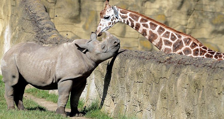 La fiscalía ambiental porteña investiga dos muertes en el ex&nbsp;zoo