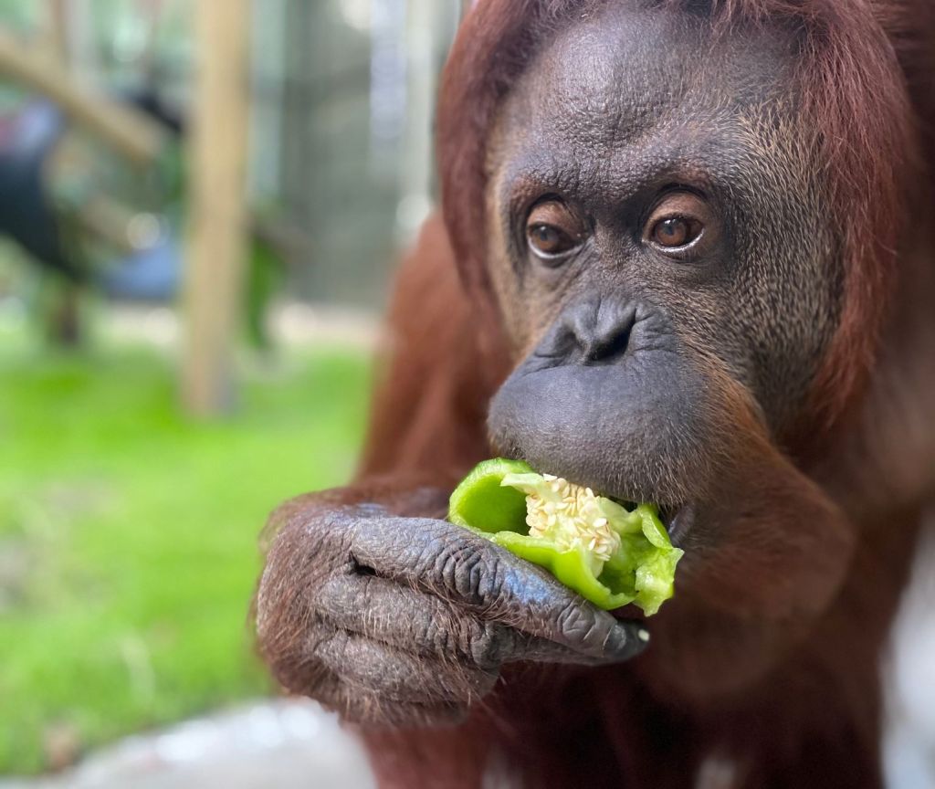 La orangutana Sandra ya llegó al&nbsp;santuario
