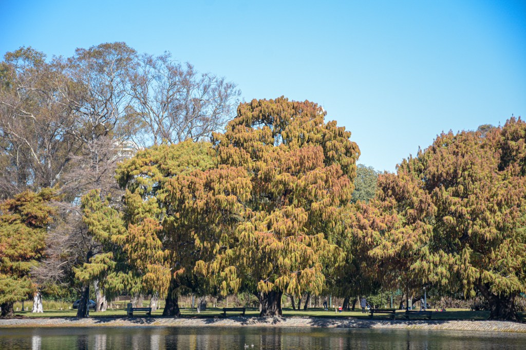 Charlas y recuperaciones urbanas para celebrar el Día del&nbsp;Árbol