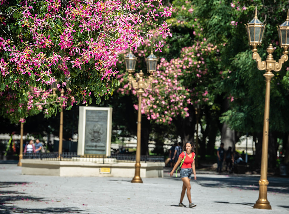 Más de 5 mil árboles de Palo Borracho florecieron en la&nbsp;Ciudad