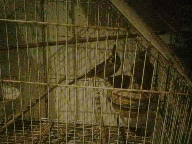 Rescatan aves en peligro de extinción en&nbsp;Montecastro