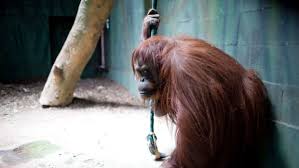 Por orden judicial, la orangutana Sandra deberá ser tratada en Estados Unidos como «ser&nbsp;sintiente»