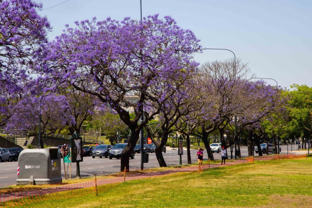 Casi 20 mil jacarandás dan color a las calles&nbsp;porteñas
