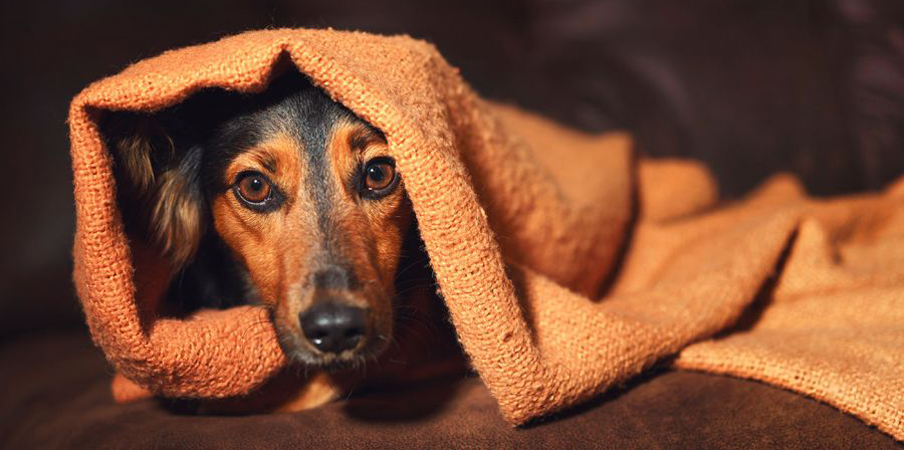 ¿Cómo proteger a las mascotas de la&nbsp;pirotecnia?