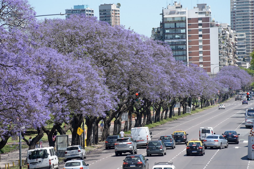 Campaña de reforestación, la Ciudad ya plantó más de 6900&nbsp;árboles