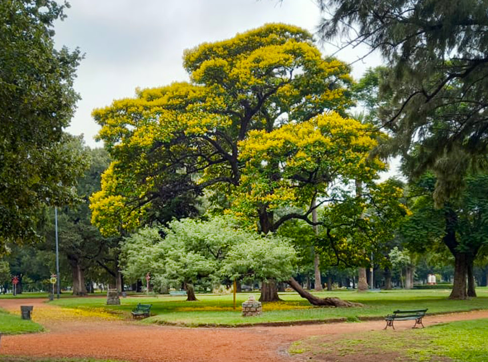 Ibirapitá en Buenos&nbsp;Aires