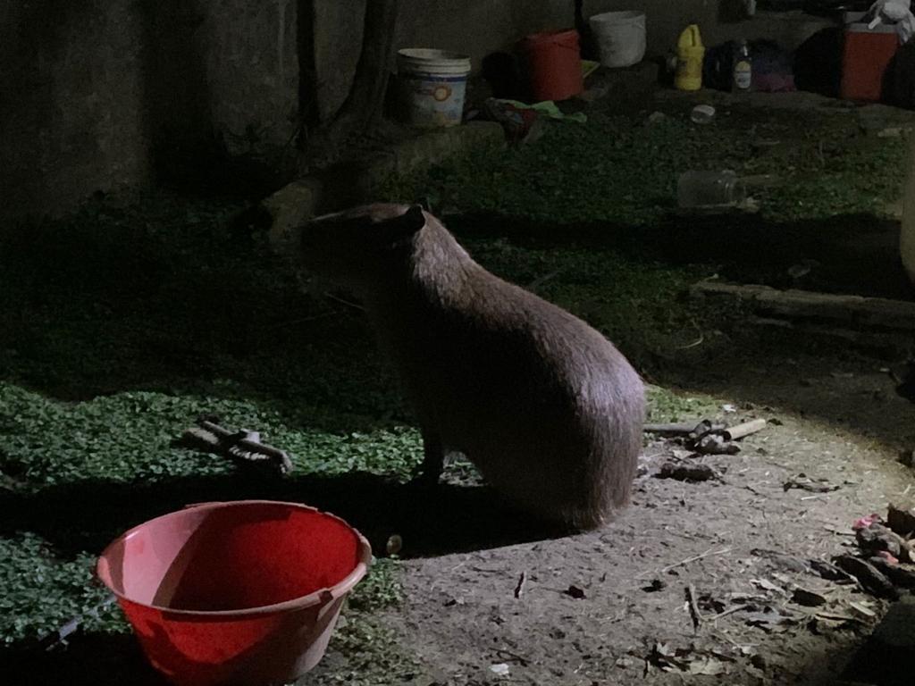 Maltrato Animal: Rescatan a un carpincho en cautiverio en Villa&nbsp;Soldati