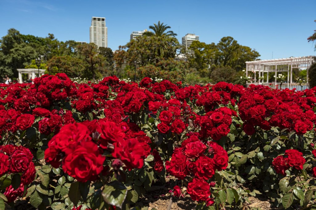 La Comuna 14 distribuirá a los vecinos gajos de rosal en el Parque 3 de&nbsp;Febrero