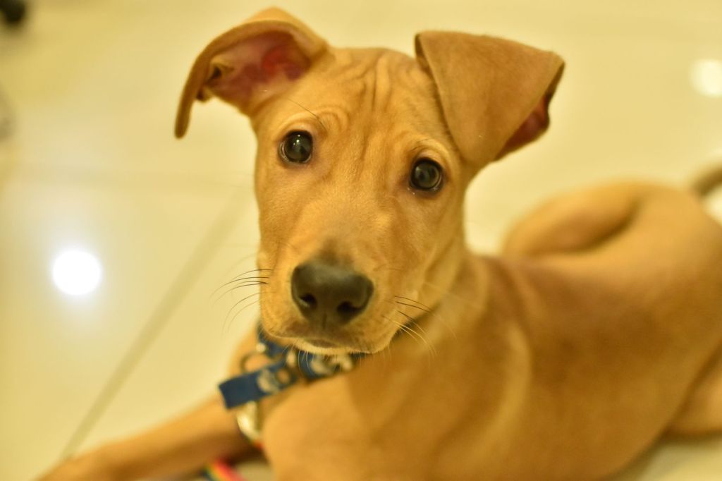 Identifican y detienen a la mujer que tiró su perro en el&nbsp;contenedor