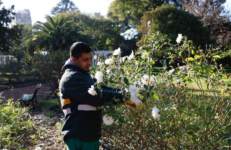 Repartirán esquejes de los rosedales de la Ciudad a los vecinos 