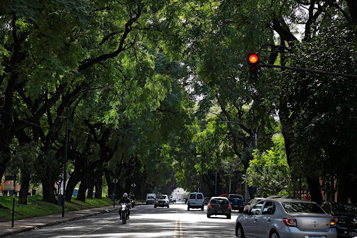 La Ciudad celebra el Día del árbol con&nbsp;plantaciones