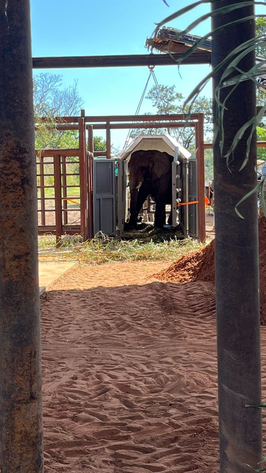 La elefanta Pupy llegó al Santuario de Elefantes de&nbsp;Brasil