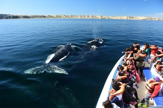 Puerto Madryn se prepara para recibir a sus visitantes más ilustres: las&nbsp;ballenas