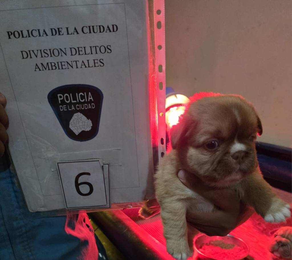 Maltrato animal: clausuran un criadero ilegal en Villa Riachuelo y rescatan a 18&nbsp;perros