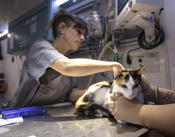Castración y vacunación antirrábica gratuita para perros y&nbsp;gatos