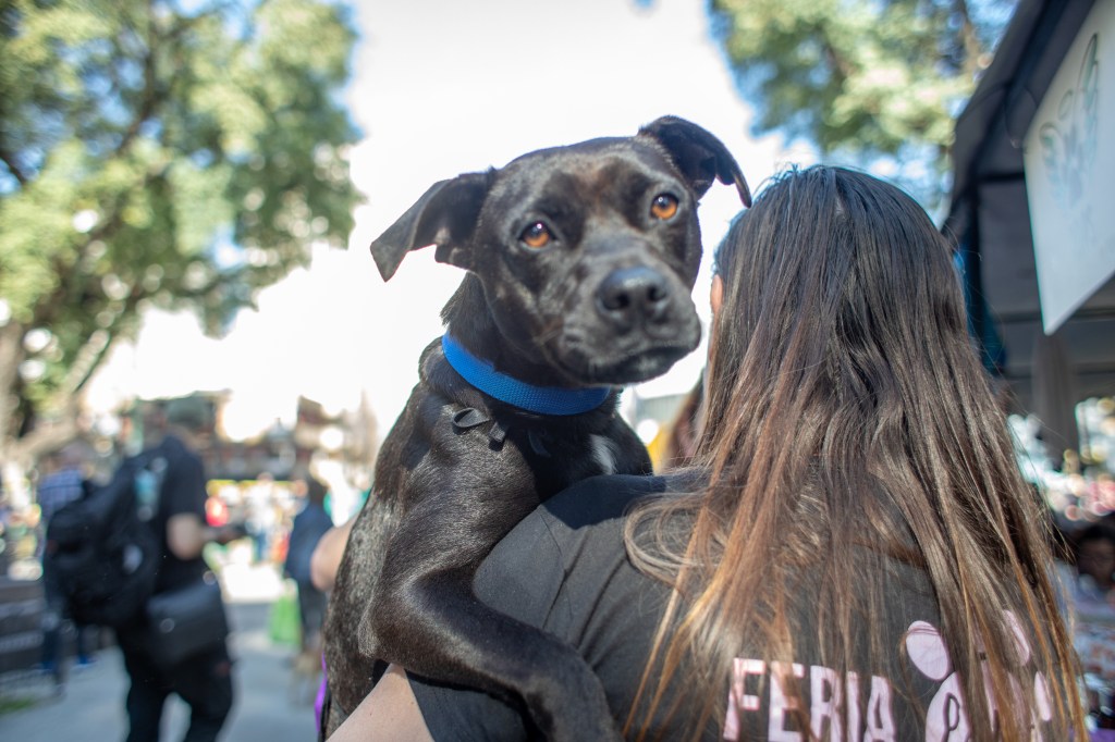 Este sábado, adopción de perros y gatos en Plaza Monseñor Miguel de&nbsp;Andrea