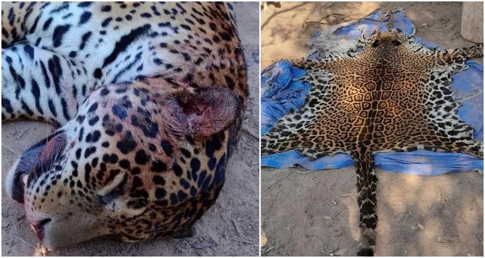 Por primera vez, irán a la cárcel tres hombres que cazaron y carnearon a un yaguareté en&nbsp;Formosa