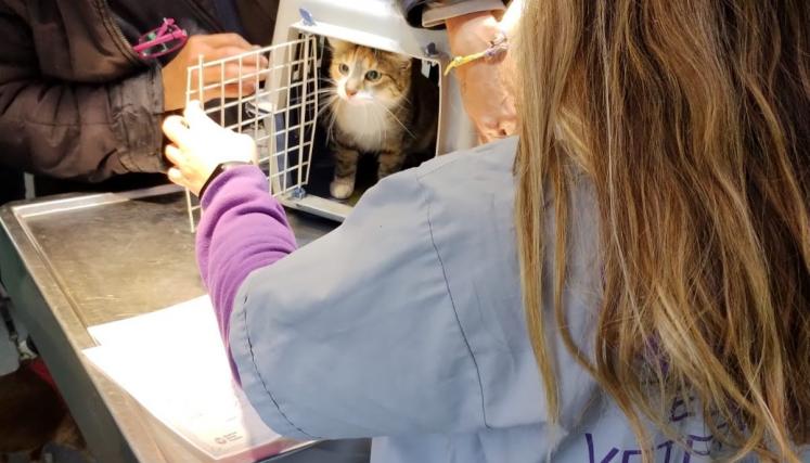 Castración y vacunación antirrábica gratuita para perros y&nbsp;gatos