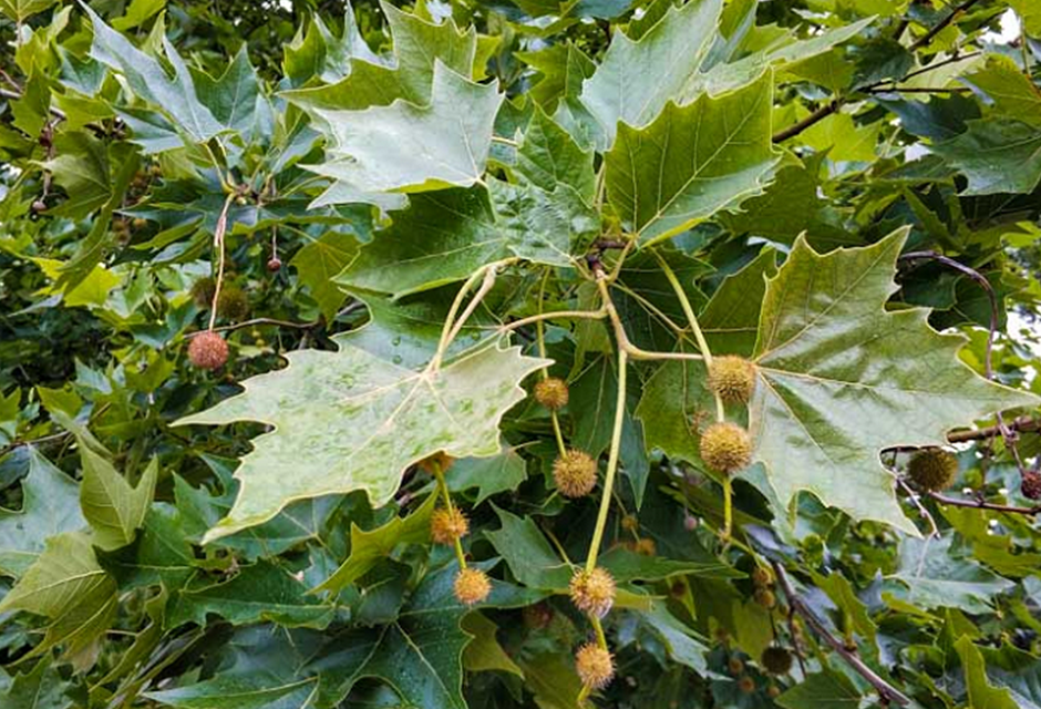 «Respirar sin alergia»: estudiantes presentaron un proyecto reemplazar los plátanos de CABA por árboles&nbsp;nativos