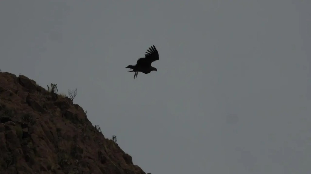 Liberaron en Río Negro a “Kamin” y “Kuraq», dos cóndores nacidos en el Ecoparque&nbsp;porteño