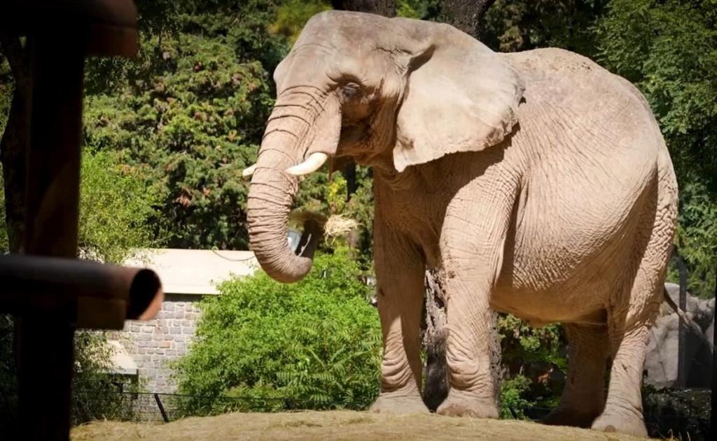 Murió la última elefanta del Ecoparque porteño en el santuario de&nbsp;Brasil