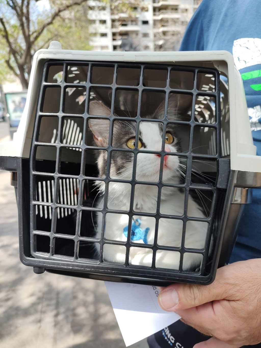 Nueva Jornada de Adopción de Perros y&nbsp;Gatos