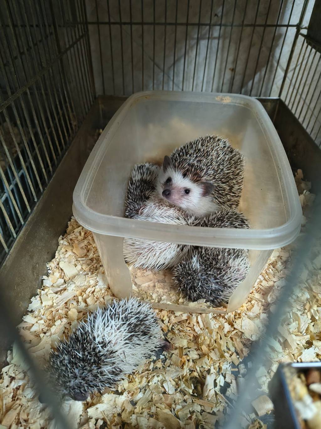 Balvanera: desmontaron un criadero ilegal de erizos&nbsp;africanos