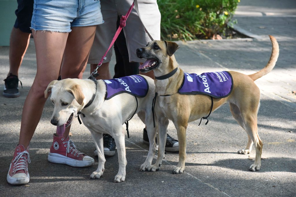 Llega la 100ª Jornada de Adopción de Perros y&nbsp;Gatos