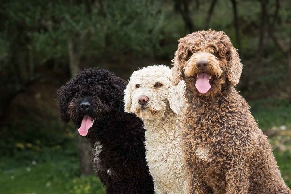 El Tribunal Superior de Justicia de CABA revocó una sentencia que había absuelto a un imputado por actos de crueldad&nbsp;animal